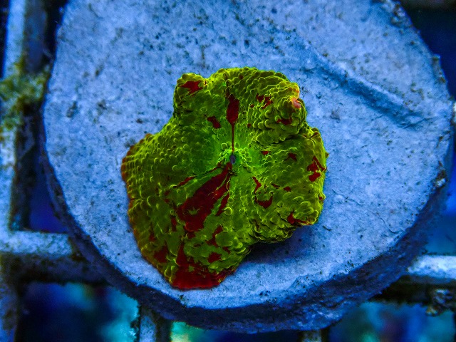 l260605-28
