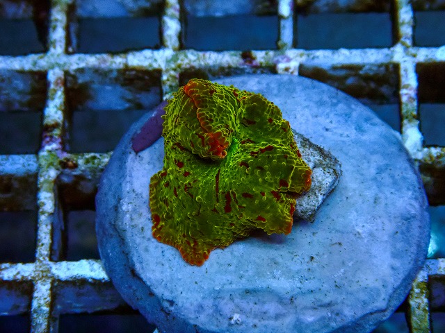 l260605-30