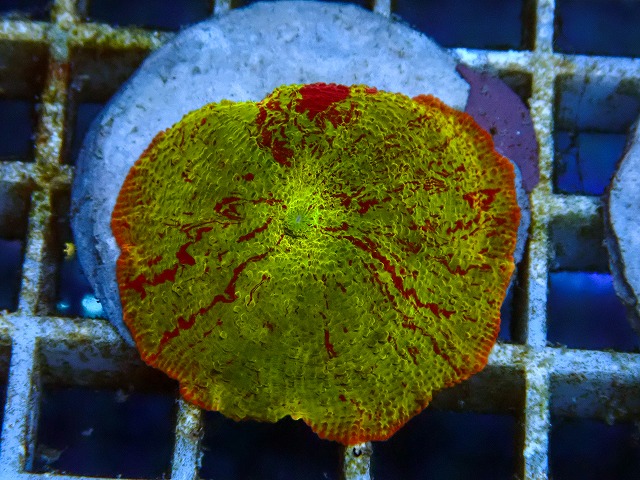 l260605-31