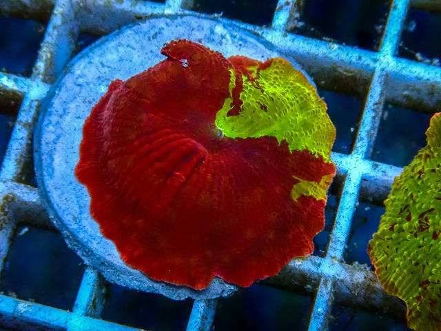 l260605-33