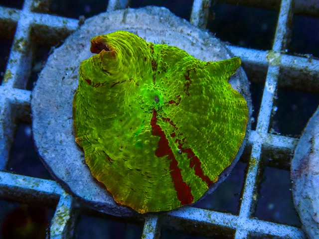l260605-35