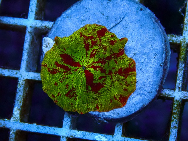 l260605-38
