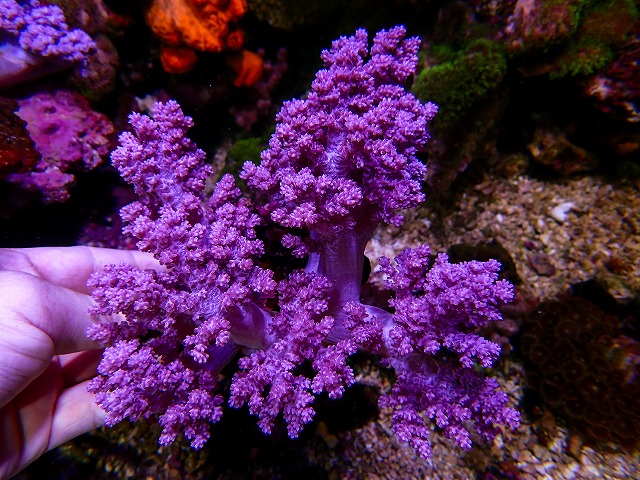 ソフトコーラルに関する記事一覧 | 生麦海水魚センターネットショップ