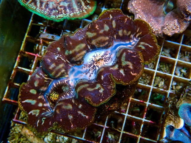 シャコ貝に関する記事一覧 | 生麦海水魚センターネットショップ