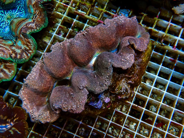 シャコ貝に関する記事一覧 | 生麦海水魚センターネットショップ