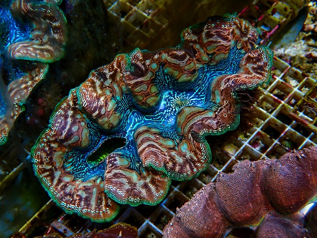 シャコ貝に関する記事一覧 | 生麦海水魚センターネットショップ
