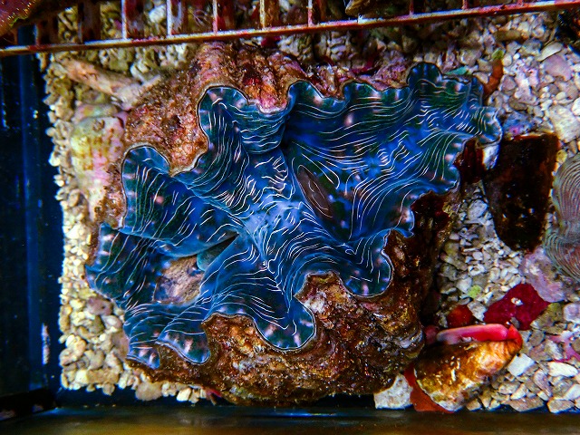 沖縄産シャゴウガイ | 生麦海水魚センターネットショップ