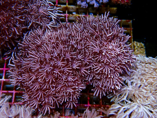 l260611-11