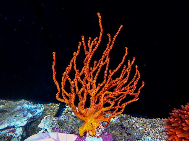 l260611-17