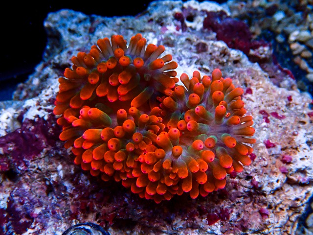l260611-19