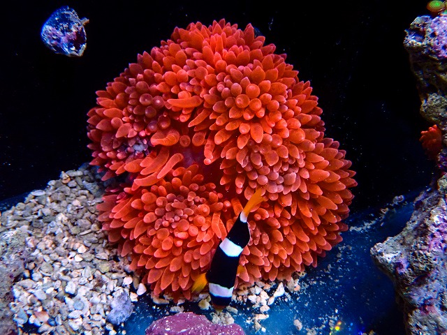 l260611-20