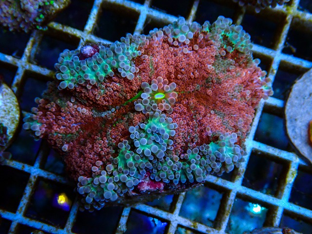 l260611-23