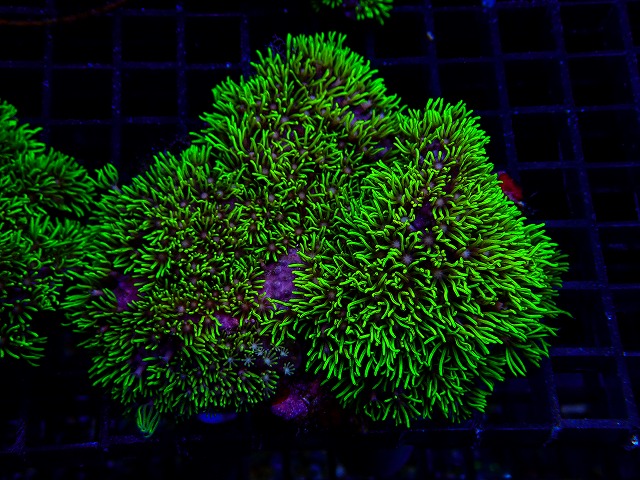 l260620-16