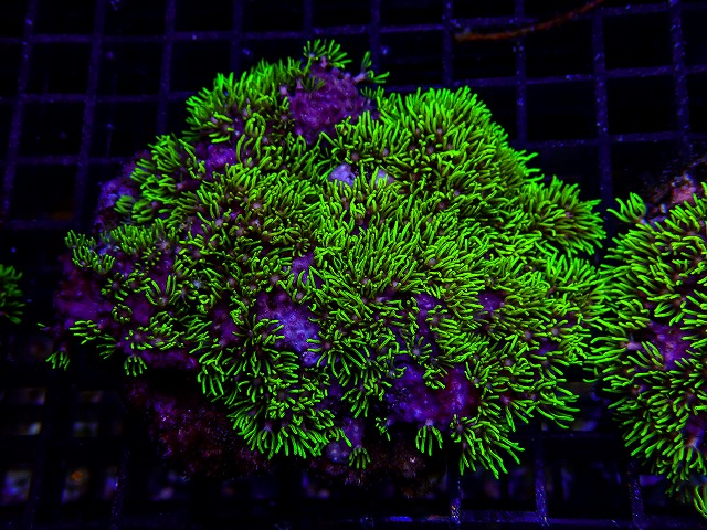 l260620-17