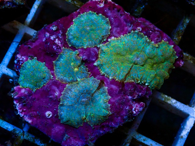 l260627-008