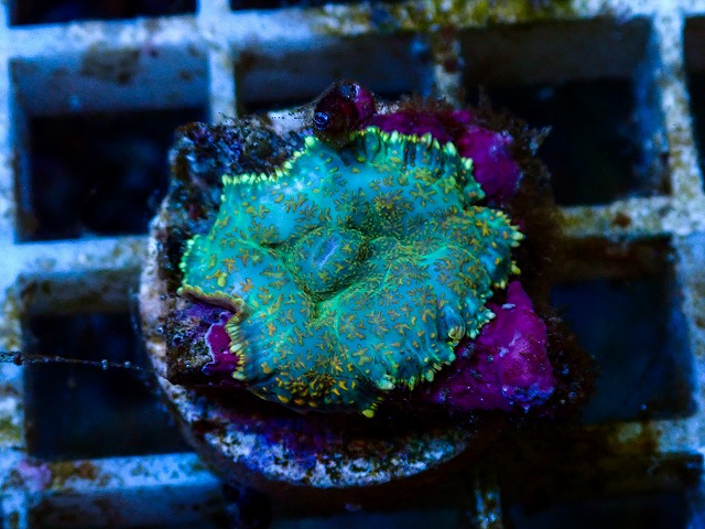 l260627-010
