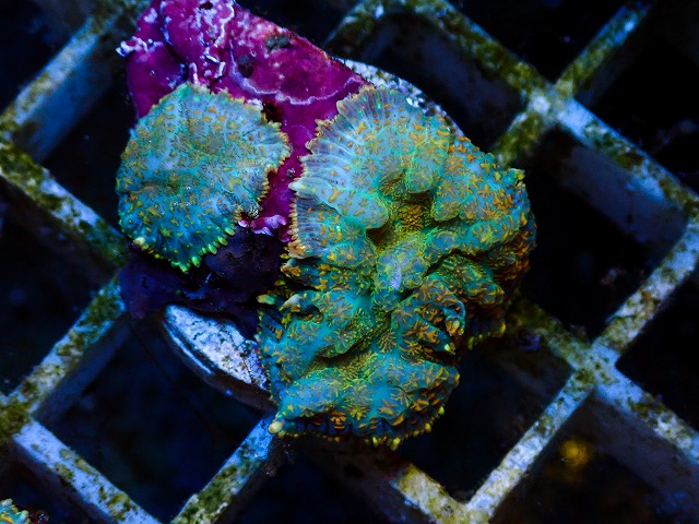 l260627-016