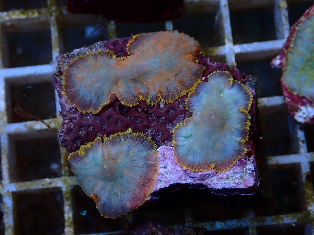 l260627-018