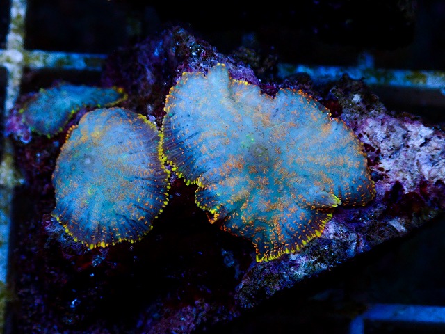 l260627-019