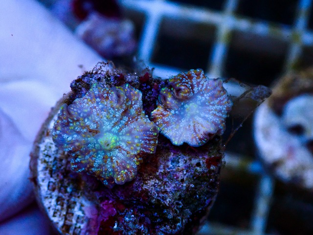 l260627-037