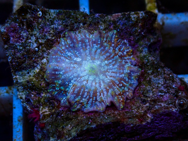 l260627-039