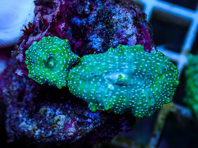 l260627-056