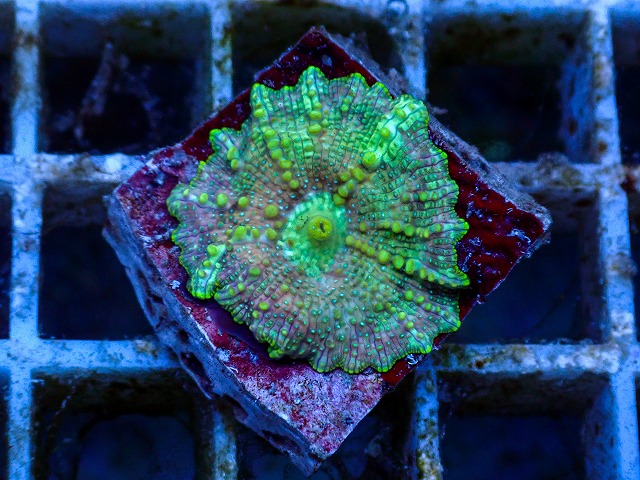 l260627-065