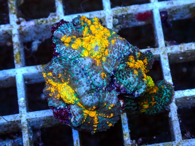 l260627-070