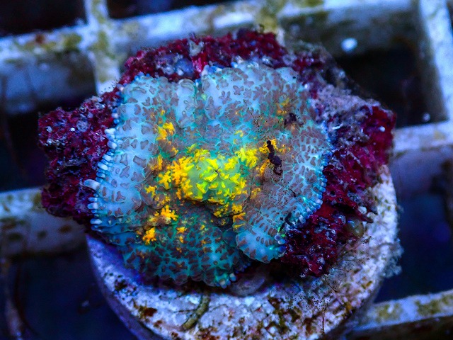 l260627-071
