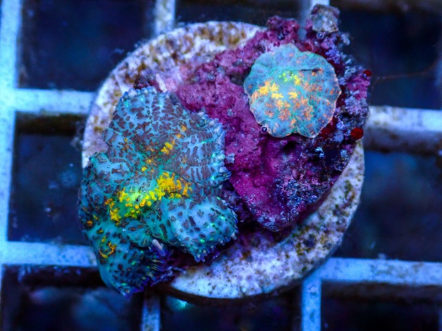 l260627-074