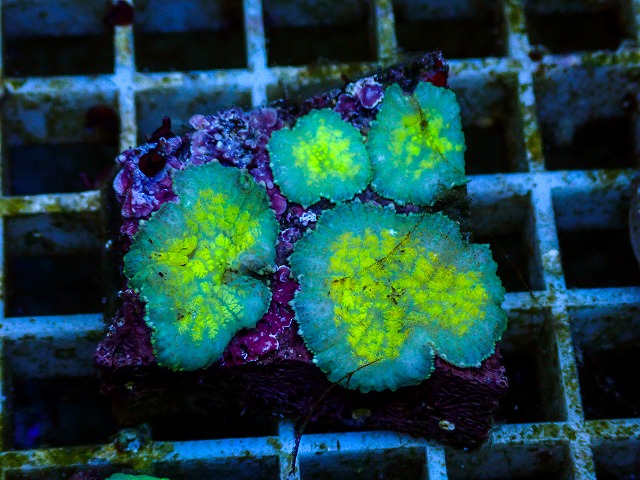 l260627-081