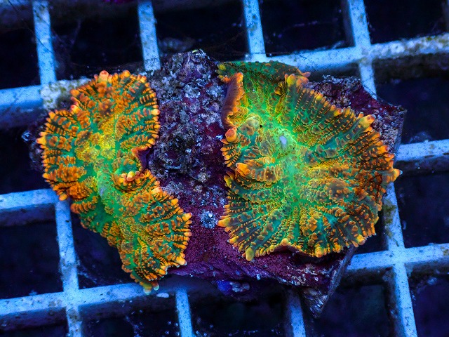 l260627-094