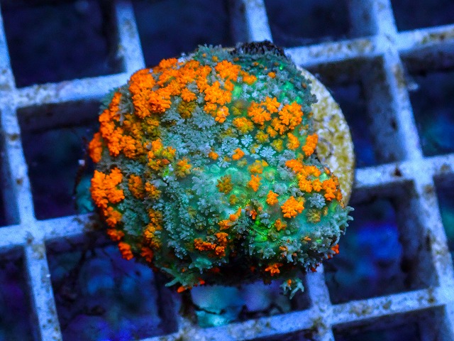 l260627-098