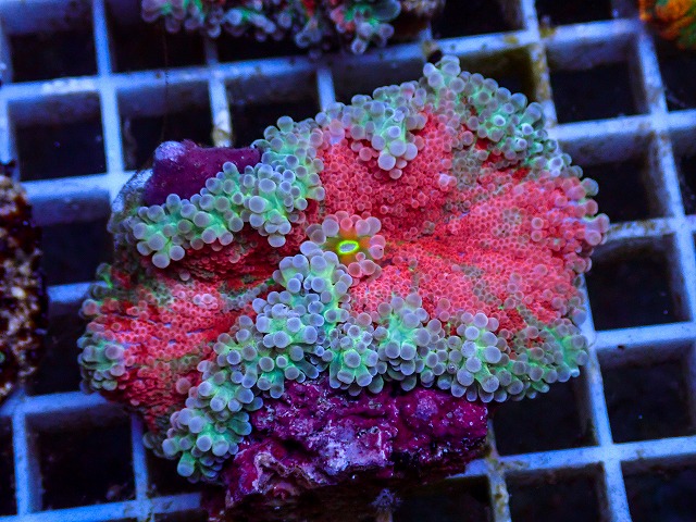 l260627-101