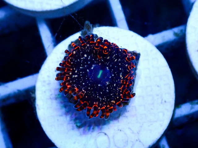 l260627-118