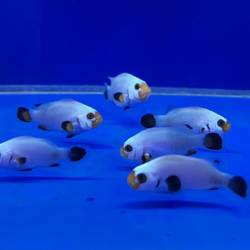 生麦海水魚センターネットショップ | 生麦海水魚センターネットショップ