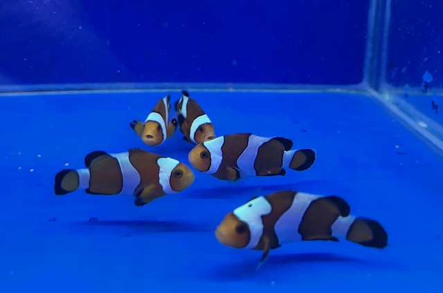 生麦海水魚センターネットショップ | 生麦海水魚センターネットショップ