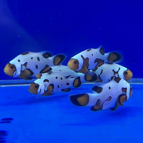 生麦海水魚センターネットショップ | 生麦海水魚センターネットショップ