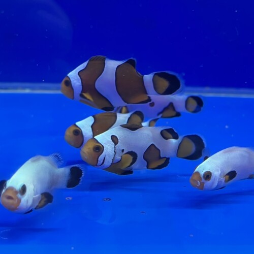 クマノミ・スズメに関する記事一覧 | 生麦海水魚センターネットショップ