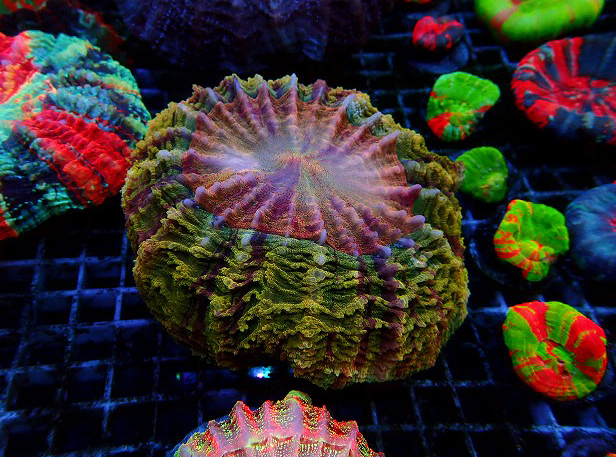 アザミハナガタG | 生麦海水魚センターネットショップ