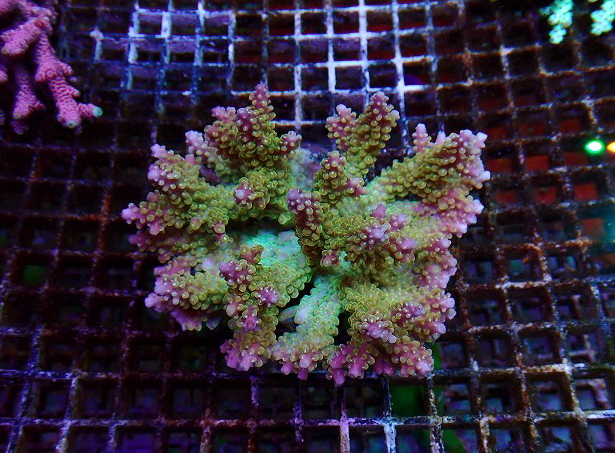 s260606001 (12)