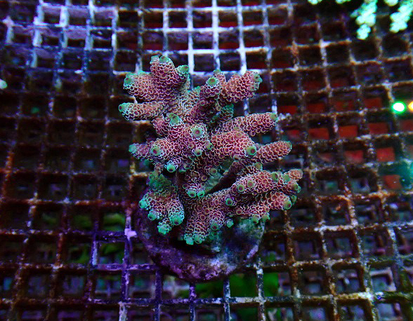 s260606001 (13)