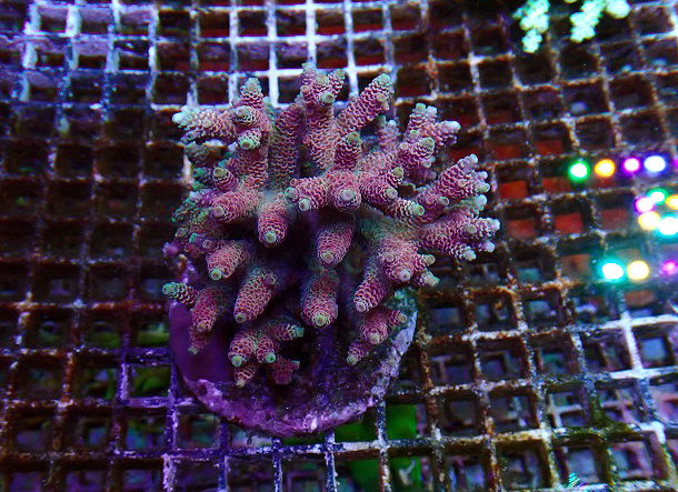 s260606001 (17)