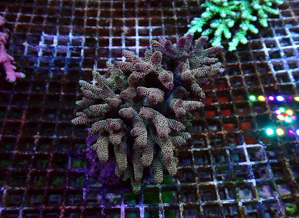 s260606001 (24)