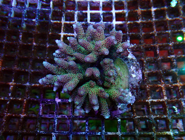 s260606001 (6)
