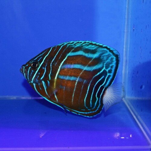 s260611001 (38)