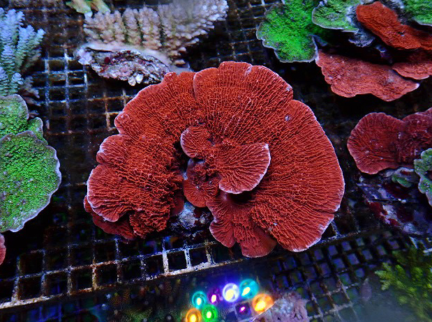 インドネシア産ウスコモンB | 生麦海水魚センターネットショップ