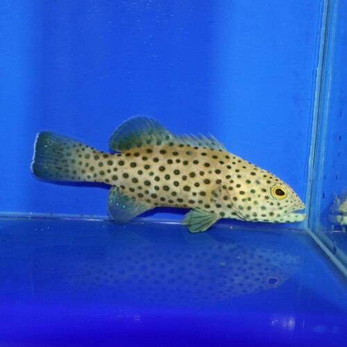 海水魚に関する記事一覧 | 生麦海水魚センターネットショップ