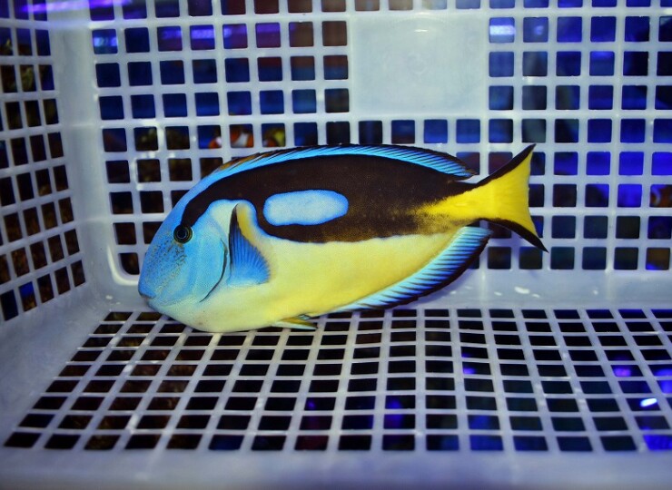 ナンヨウハギイエローベリー大きめ | 生麦海水魚センターネットショップ