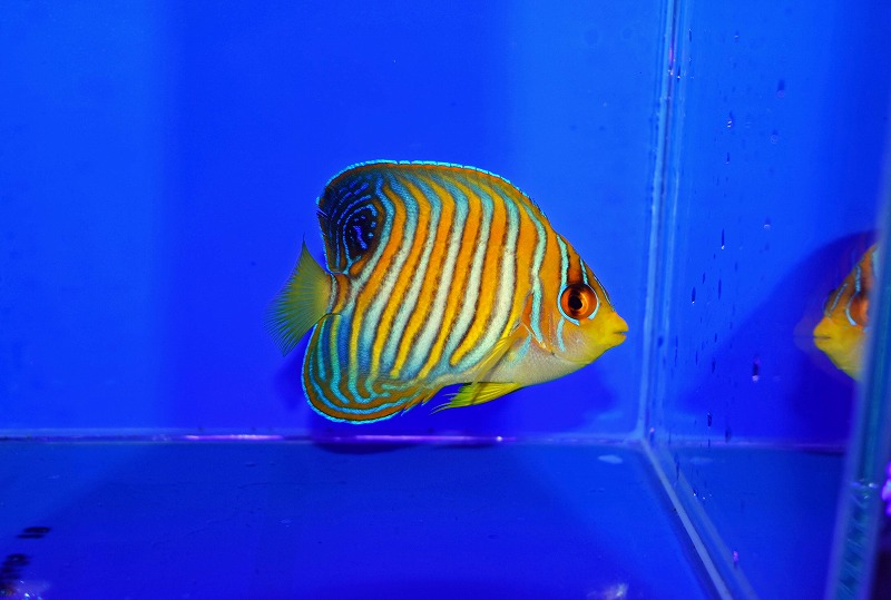 セブ産ニシキヤッコA | 生麦海水魚センターネットショップ